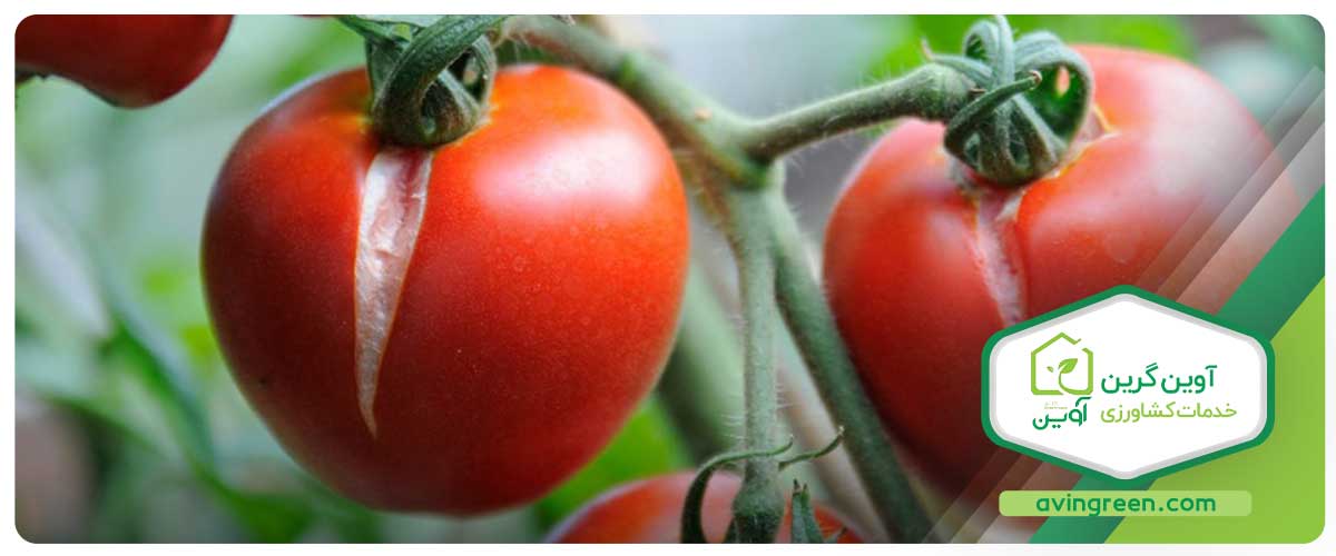 آیا ترکیدگی سطح گوجه فرنگی نگران کننده است؟