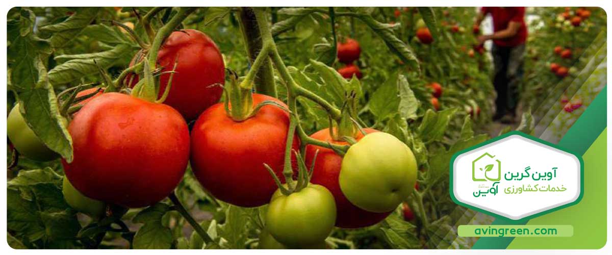 عامل ورم ریشه گوجه فرنگی چیست؟