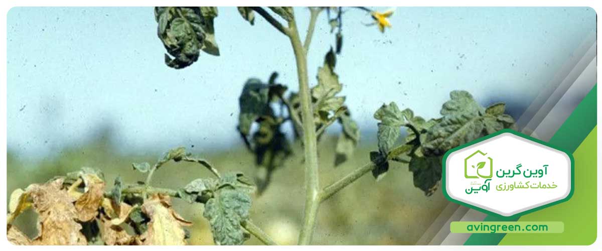 قارچ فوزاریومی