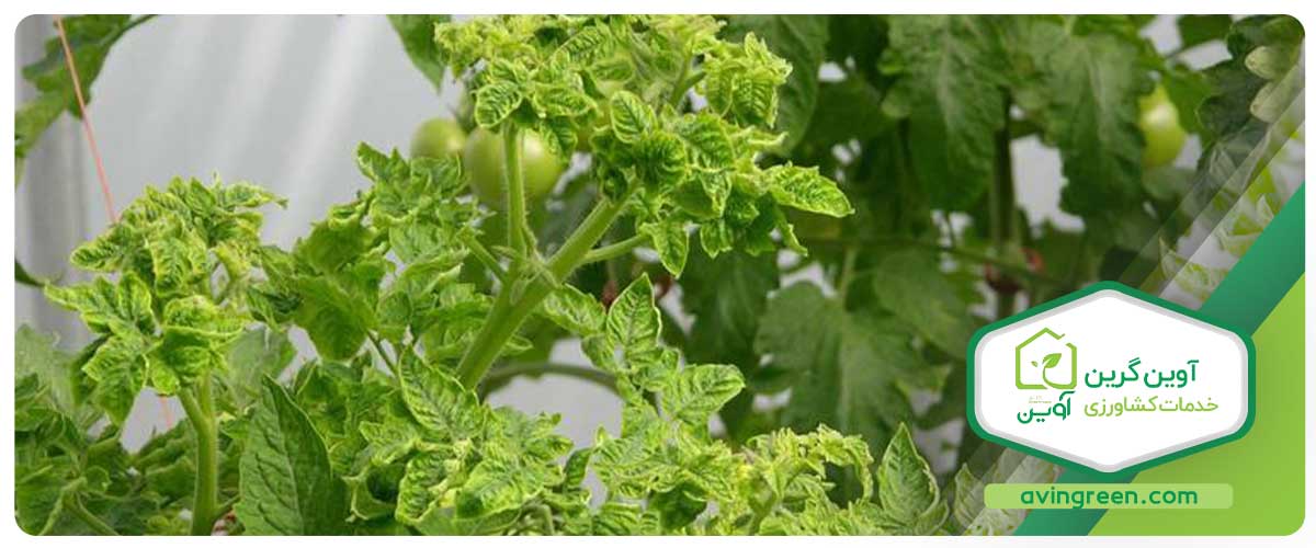 چرا ریزش برگ گوجه فرنگی اتفاق می‌افتد؟