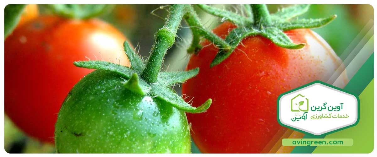 آبیاری بیش از حد