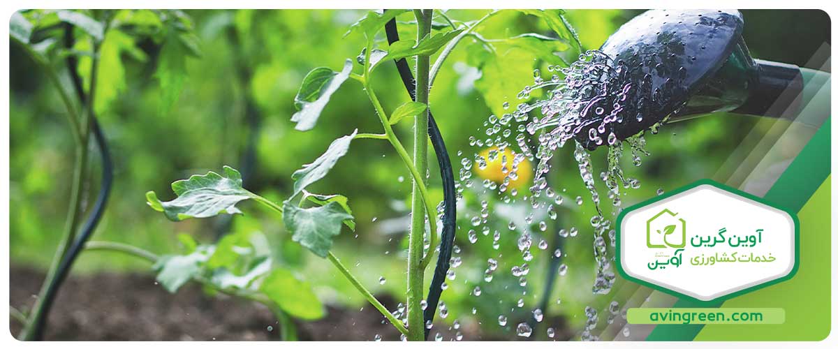 آبیاری نامناسب گیاهان گوجه‌فرنگی