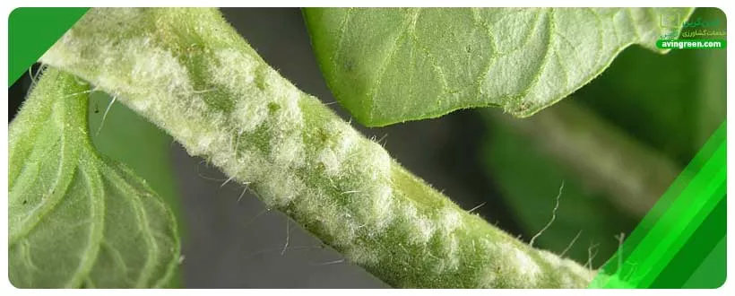 قارچ پژمردگی فوزاریومی Fusarium Oxysporum یکی از دلایل رایج خشک شدن ساقه گوجه فرنگی است.