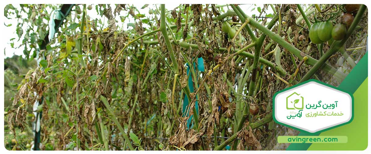 چگونگی ورم ریشه گوجه فرنگی و تأثیرات آن