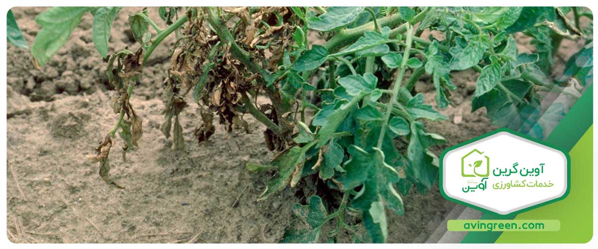 آبیاری نامناسب