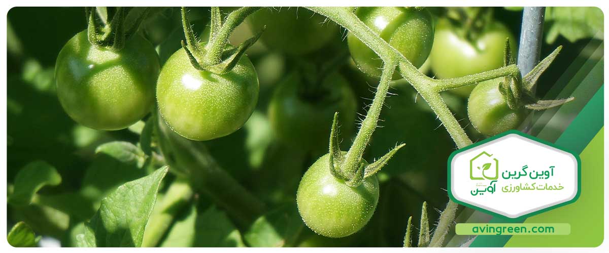 تنظیم نکردن مقدار و زمان آبیاری