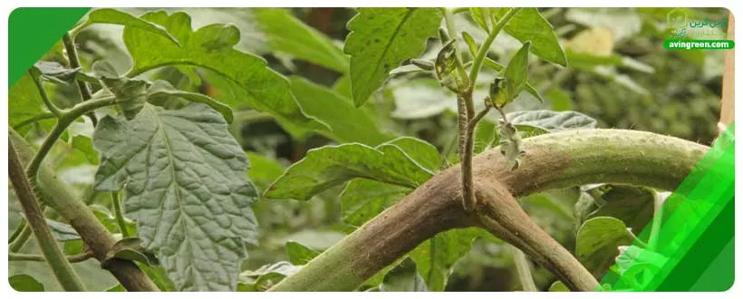 پوسیدگی الوار یکی از دلایل رایج خشک شدن ساقه گوجه فرنگی است.