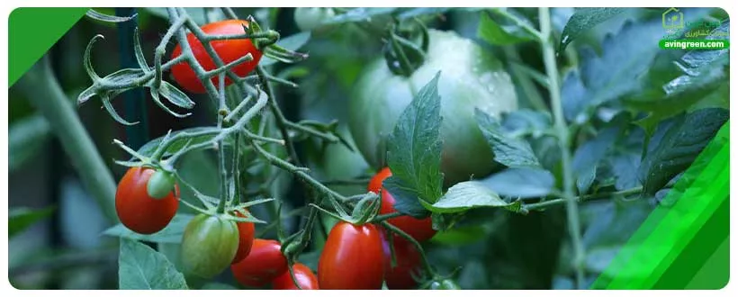 سوختگی جنوبی باعث خشک شدن ساقه گوجه فرنگی