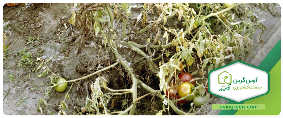 قارچ‌های مختلف از خانواده Pythium