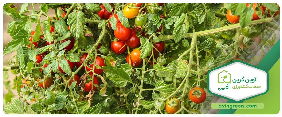 گرمای زیاد یا سرما