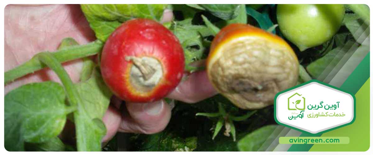 قارچ Sclerotium rolfsii