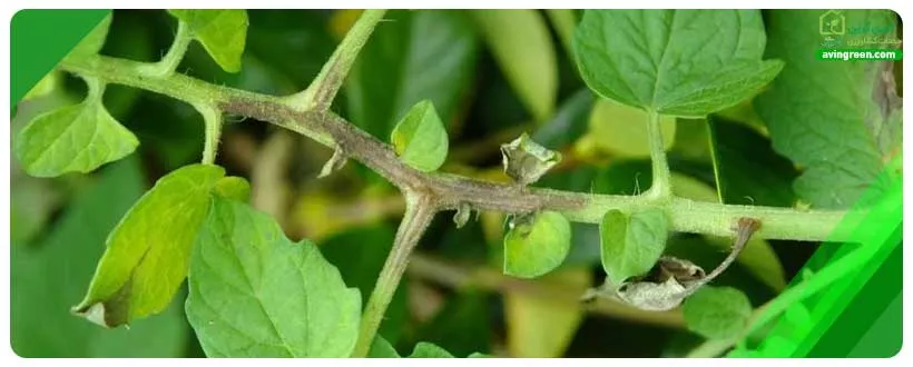 پژمردگی ساقه گوجه فرنگی