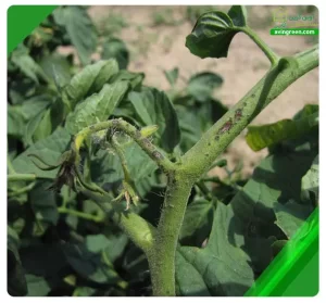 6 علت خشک شدن ساقه گوجه فرنگی- درمان + کود و سم مورد نیاز