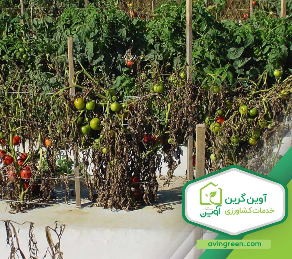 مرگ بوته‌ گوجه فرنگی