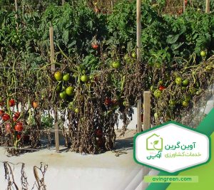 مرگ بوته‌ گوجه فرنگی