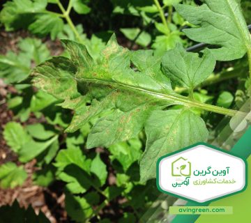 ریزش برگ گوجه فرنگی