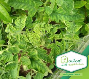 کاهش برگ گوجه فرنگی