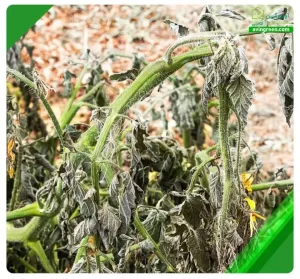 3 علت پژمردگی ساقه گوجه فرنگی