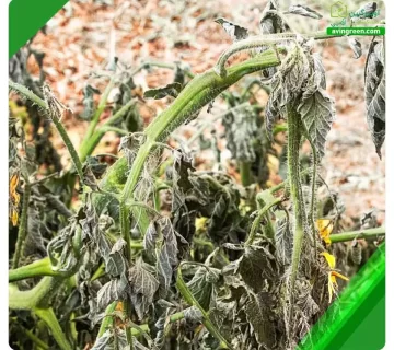 3 علت پژمردگی ساقه گوجه فرنگی