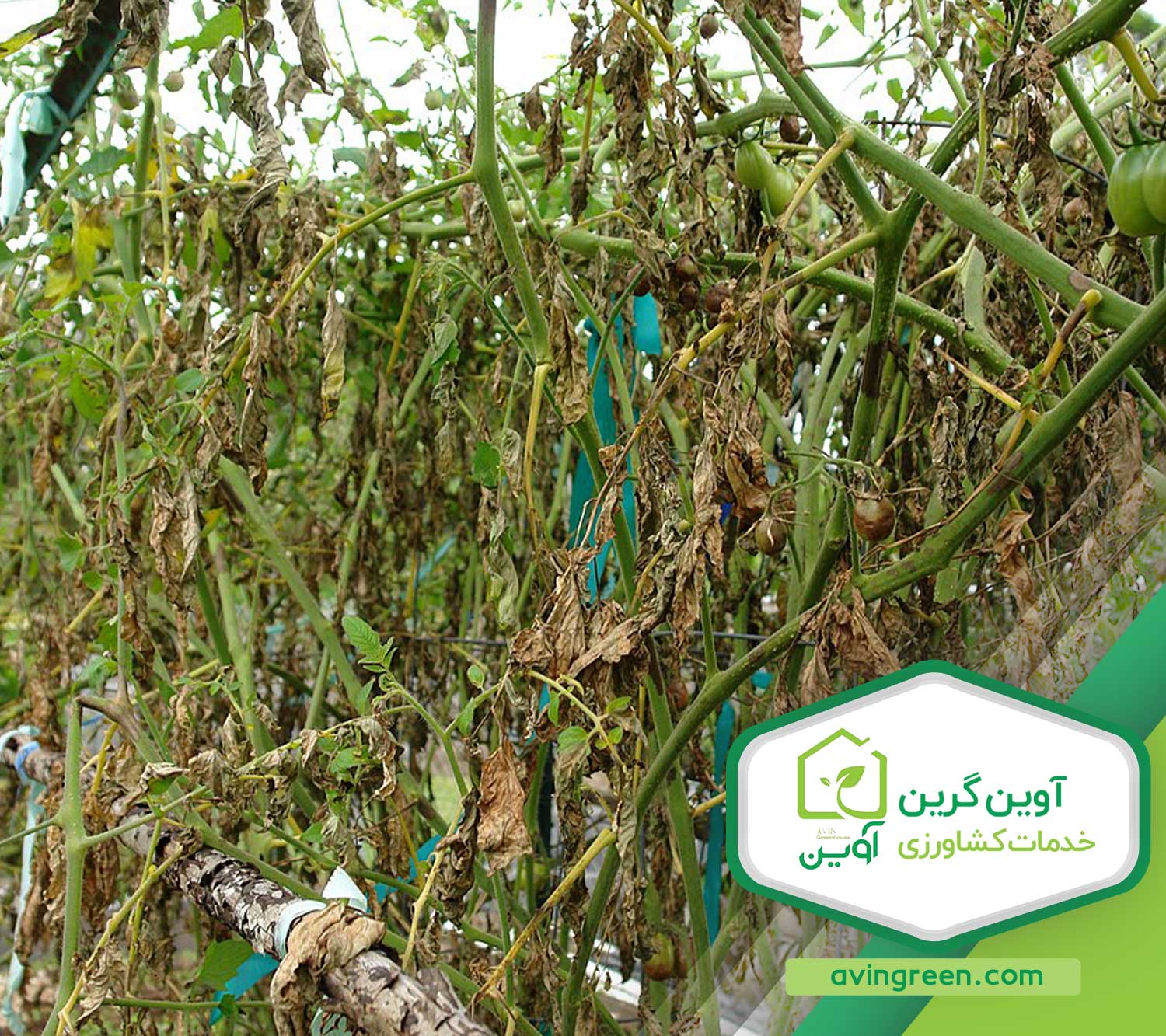 ورم ریشه