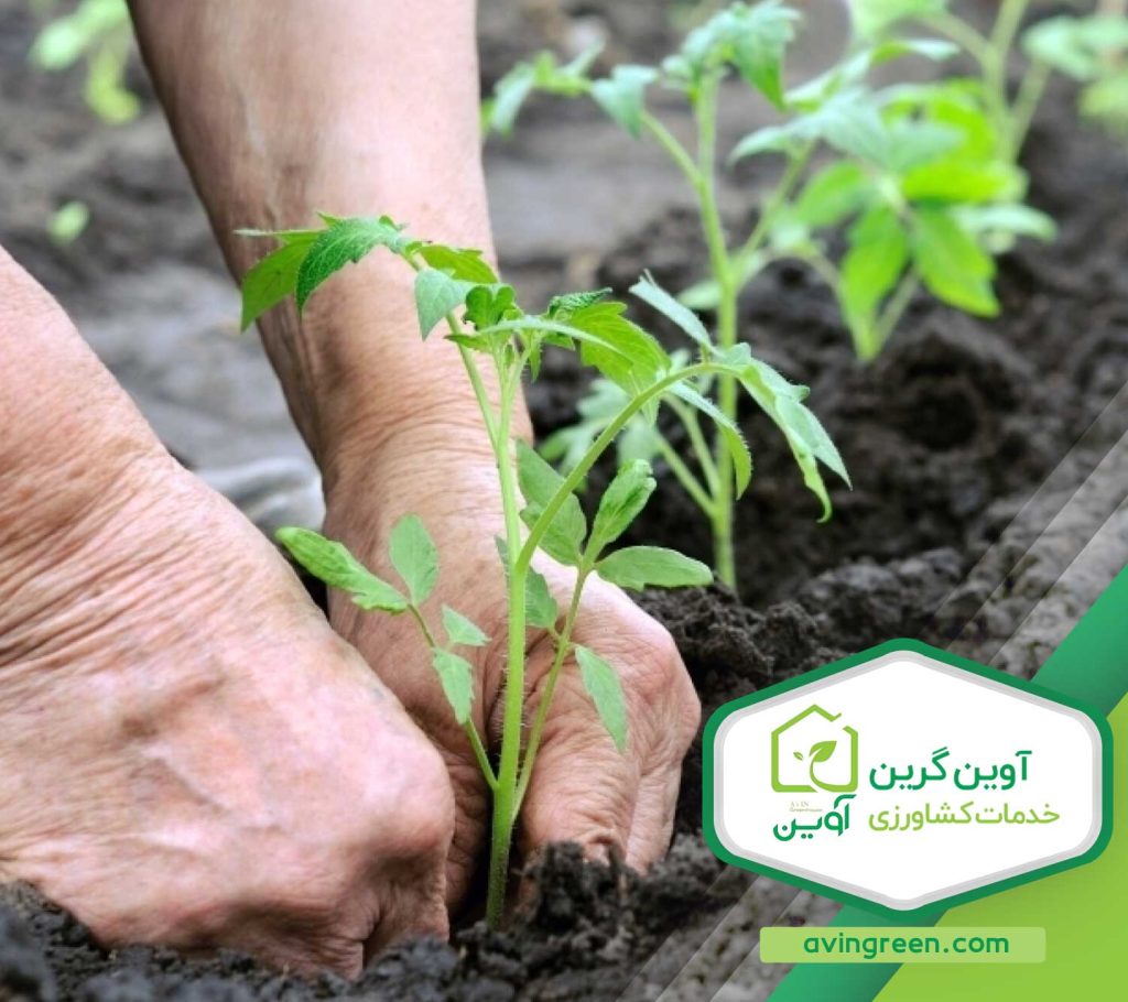 رشد نکردن گوجه فرنگی