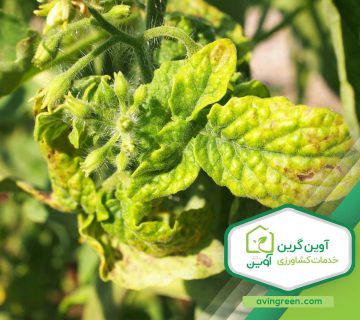 زرد شدن برگ گوجه فرنگی