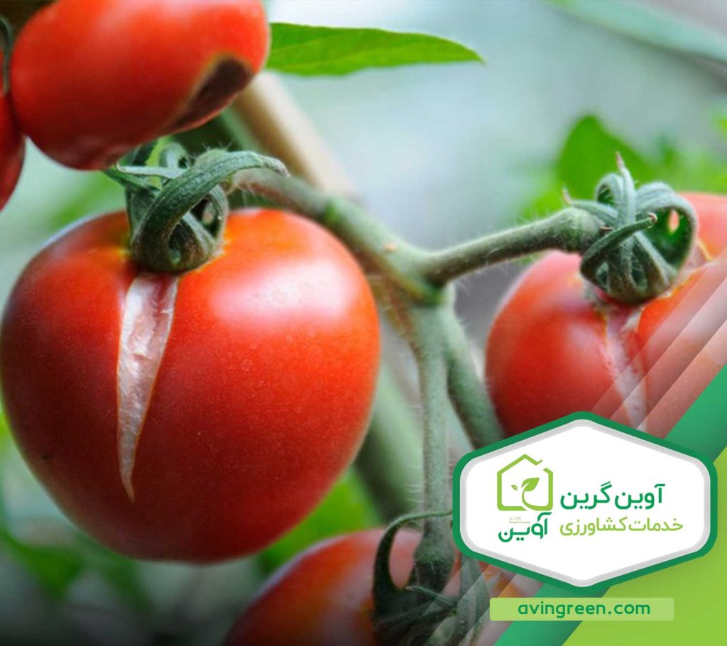ترکیدگی سطح گوجه فرنگی