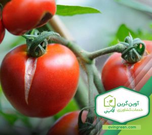 ترکیدگی سطح گوجه فرنگی
