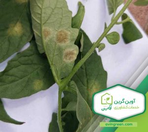 قهوه ای شدن برگ گوجه فرنگی