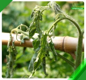 پژمردگی بوته گوجه فرنگی