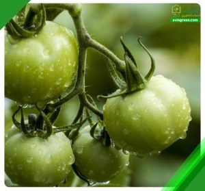 نارس بودن گوجه فرنگی