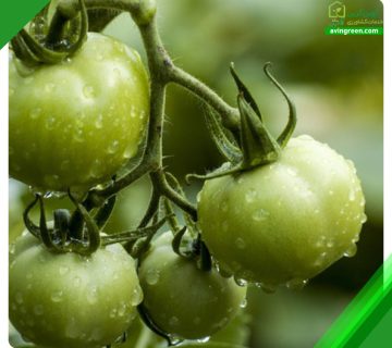 نارس بودن گوجه فرنگی