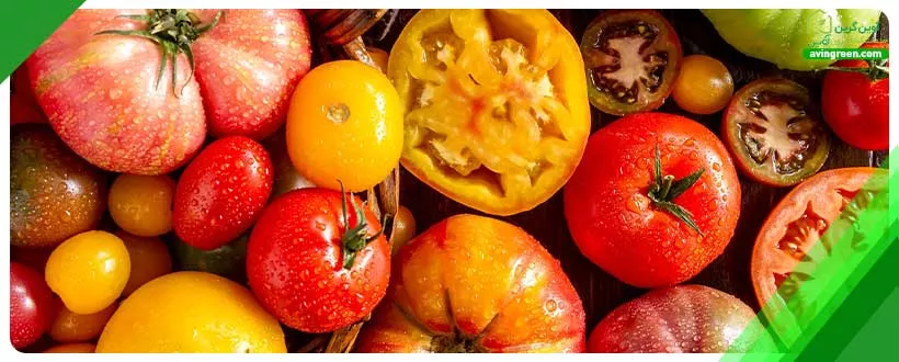 علت تغییر رنگ گوجه فرنگی