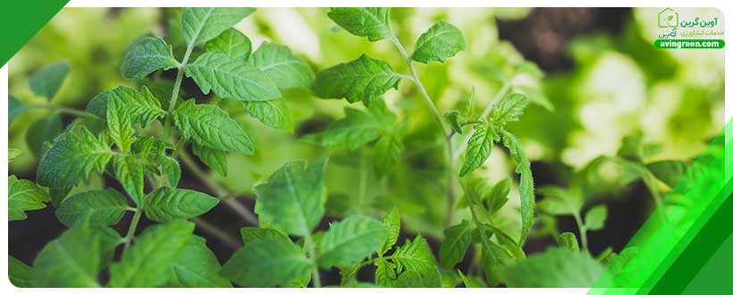 علت ضخیم شدن برگ گوجه فرنگی