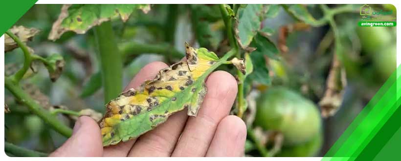 مواد غذایی برای گوجه فرنگی یک منبع بسیار ضروری و مهم محسوب می‌شود.