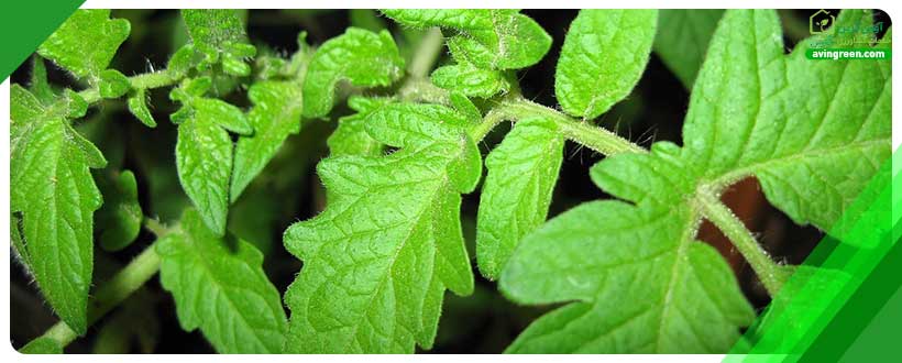 بیماری ویروسی پیچیدگی برگ یا Leaf Roll