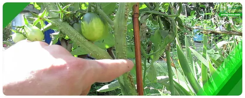 راهکار مشکل آبیاری نامتناسب گوجه فرنگی