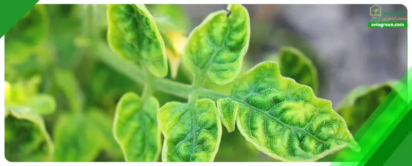 یکی از منابع ضروری برای رشد گوجه فرنگی محسوب می‌شود.
