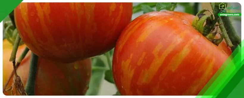 گرمای بیش از حد و نرم شدن گوجه