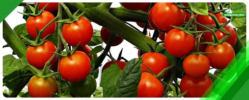 نوع ارقام گوجه فرنگی