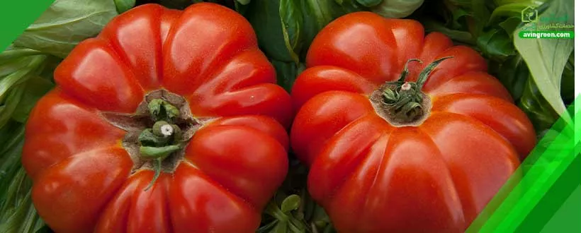 رنگ‌دانه لیکوپن ماده‌ای است که عامل قرمز شدن گوجه فرنگی است.