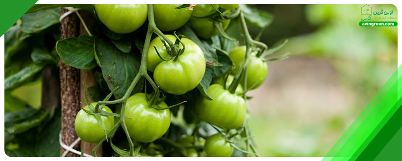 بیماری‌های گوجه‌فرنگی