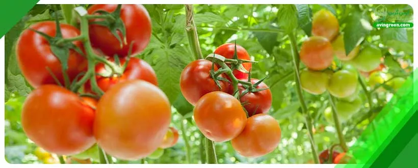 عارضه آفتاب سوختگی از رایج‌ترین علت تغییر رنگ گوجه فرنگی است.