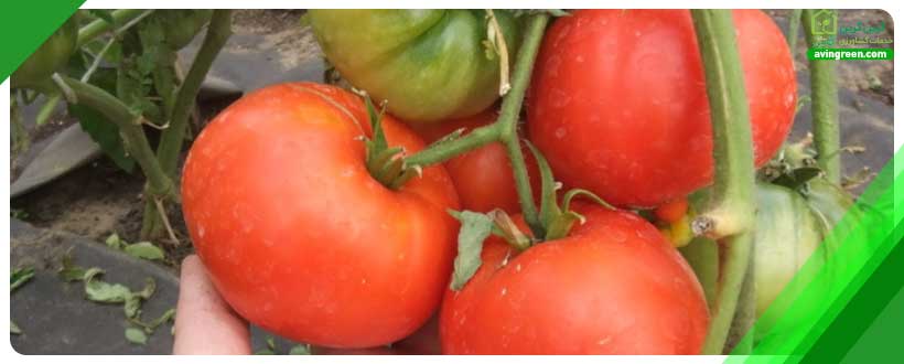 پس از برداشت قارچی به نام Rhizopus stolonifera باعث پوسیدگی گوجه فرنگی میشود