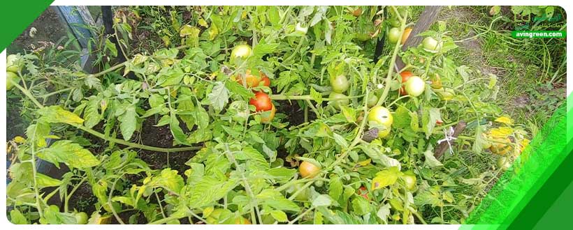 انواع بیماری‌های گوجه‌فرنگی