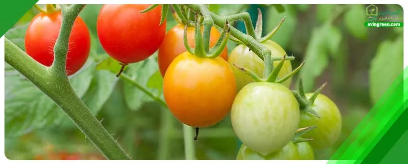 یکی از بیماری‌های شایع گوجه فرنگی از قارچ آنتراکنوز ناشی می‌شود.