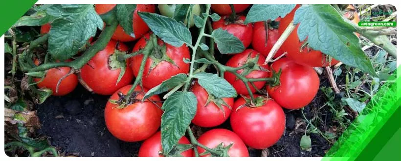 بیماری‌های قارچی گوجه‌فرنگی