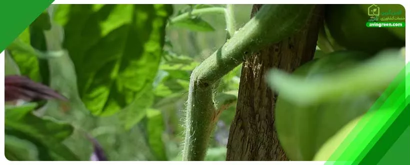 حل مشکل بیماری قارچی گوجه فرنگی
