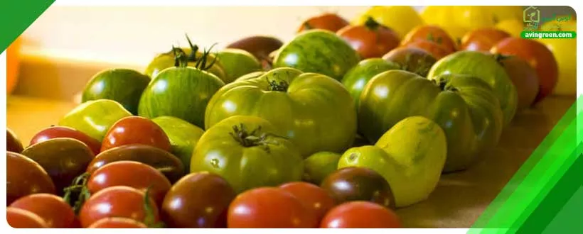 تغییر رنگ گوجه فرنگی