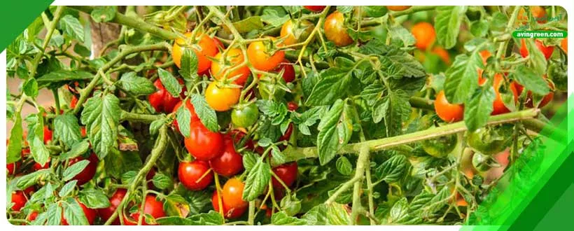 بیماری‌های گوجه‌فرنگی